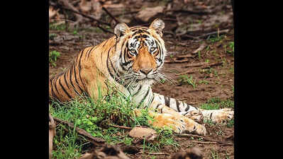 Tiger movement near Polavaram forests under watch, says Pawan Kalyan