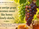 Greek proverb of the day: &ldquo;The unripe grape becomes sweet like honey...&rdquo;