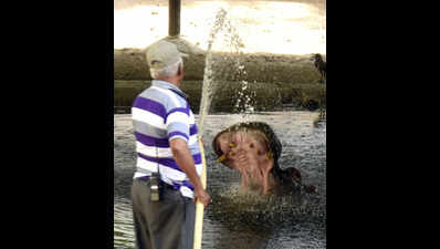 Zoo animals in Ahmedabad and Gandhinagar put on intense hydration therapy