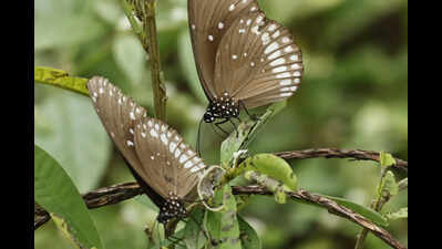 Extreme heat decreases summer butterfly sightings on hills and in gardens