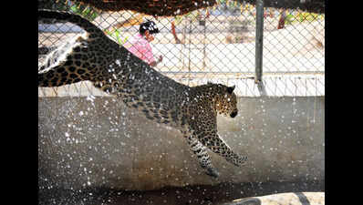 Watermelon sugar high: Indroda big cats, birds shift to juicy diet to beat the heat