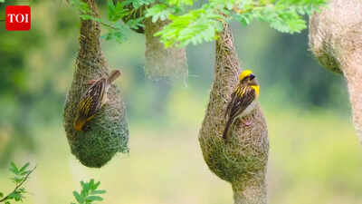  Baya weavers’ ‘genius’ nests may be nature’s most brilliant snake-deterrent