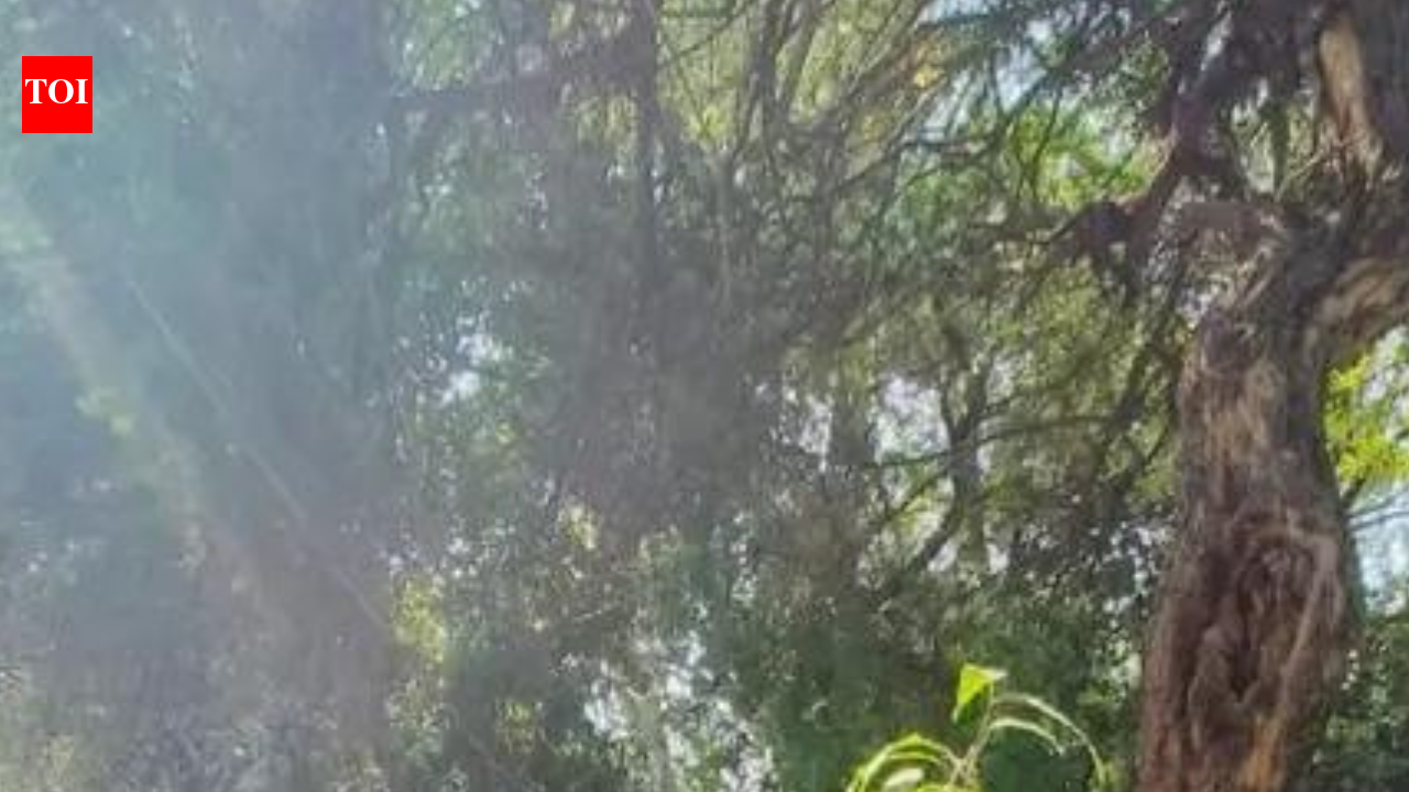 वृक्ष आधारित कृषि अभियान अपनाएं: ईशा फाउंडेशन | भारत समाचार