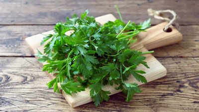Why coriander leaves die within two days in summer and what to do about it
