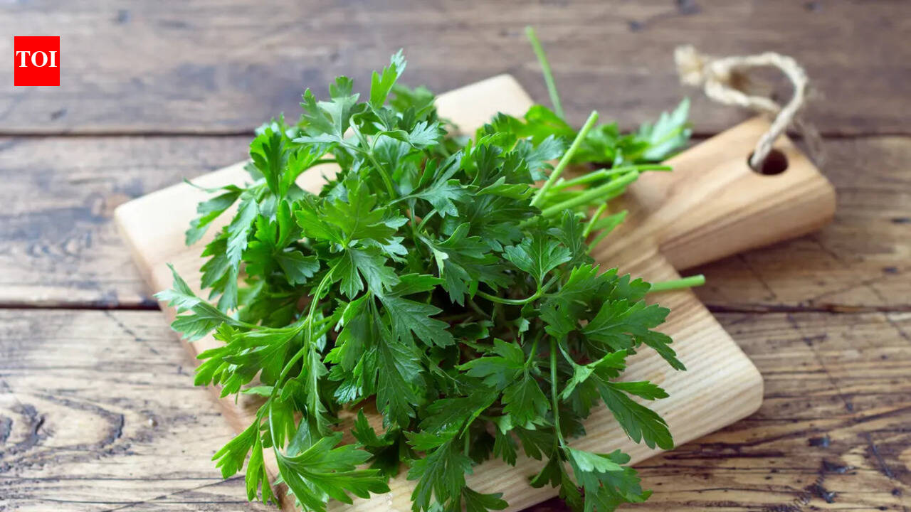 Why coriander leaves die within two days in summer and what to do about it
