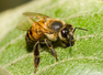 A tiny mistake in a laboratory in 1957 created the world&rsquo;s most feared honey bees and changed the fate of two continents forever