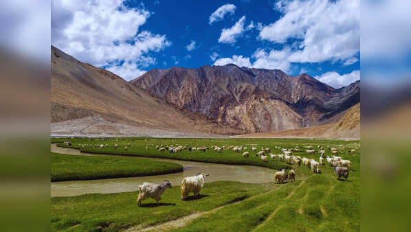 Meet the cutest &lsquo;toll collectors&rsquo; in the Himalayas and why Zanskar deserves a spot on every traveller&rsquo;s bucket list