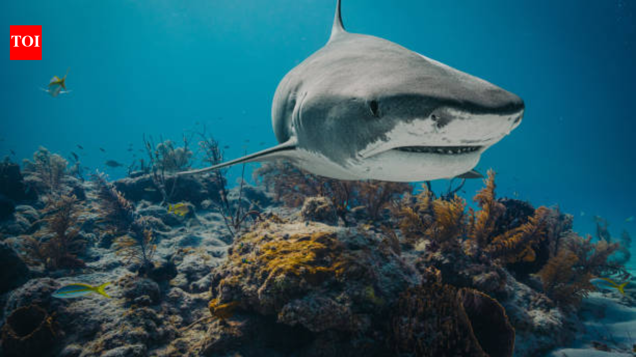 Maui couple encounters a Tiger Shark bigger than their 12-foot kayak: How to identify one and what to do if it attacks