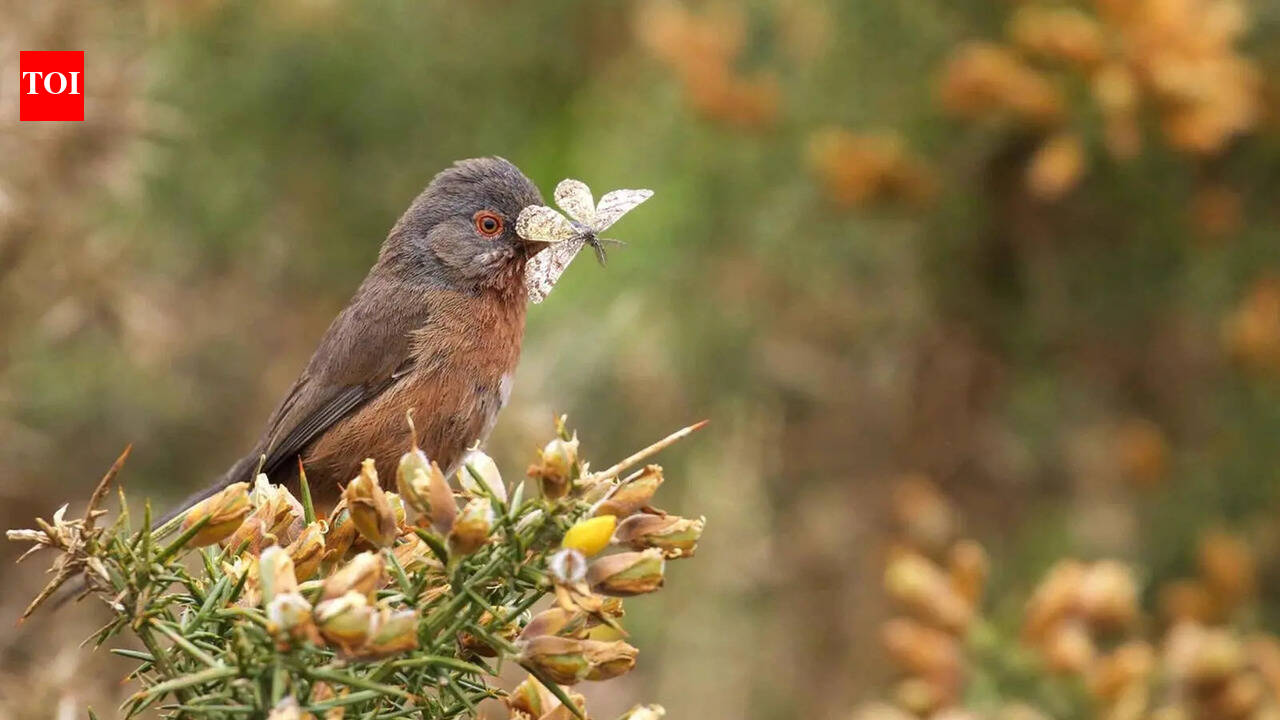 Rare Dartford Warbler makes remarkable comeback in Britain 60 years after near extinction