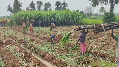 Centre withdraws draft Sugarcane Control Order after pushback from khandsari units, farmers