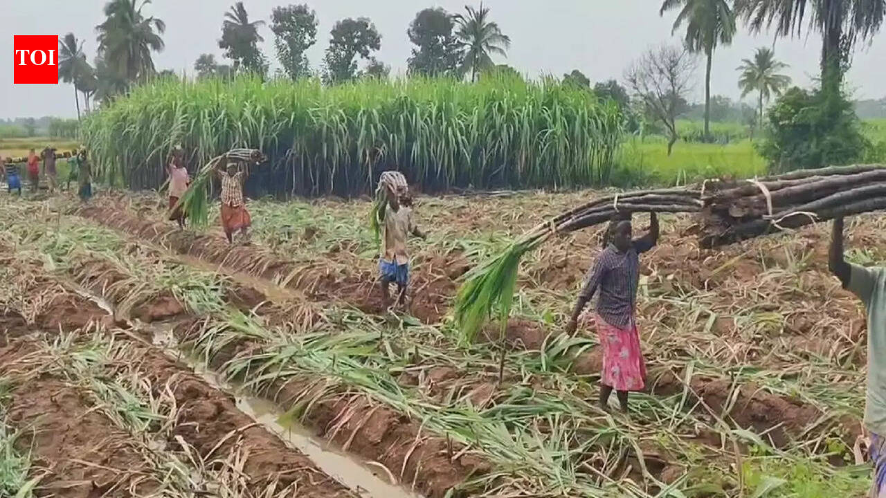 Centre withdraws draft Sugarcane Control Order after pushback from khandsari units, farmers