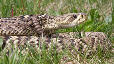  Common species, how to identify them, and how to stay safe