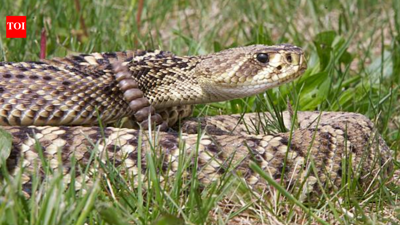 Snakes of Florida: Common species, how to identify them, and how to stay safe