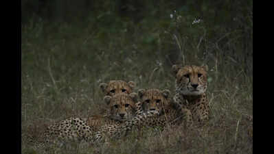 Cheetah Nirva, three cubs released into wild at Kuno; free-ranging population rises to 20