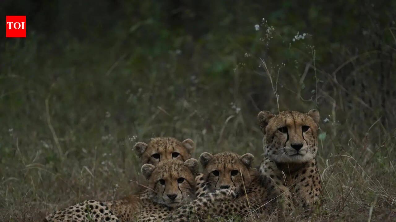 Cheetah Nirva, three cubs released into wild at Kuno; free-ranging population rises to 20
