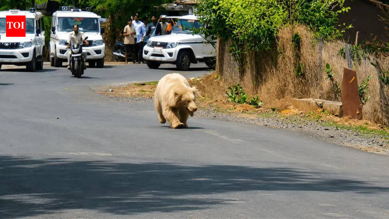 Rare white bear strays out of CG forests, sparks panic after villager attacked