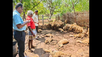 Eight goats killed in stray dog attack in Tirupur village for second straight day