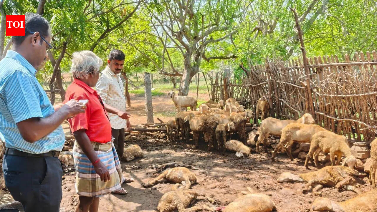 Eight goats killed in stray dog attack in Tirupur village for second straight day