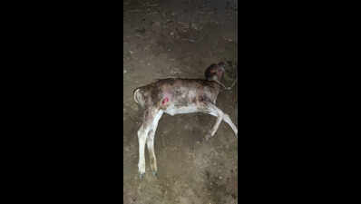 Eight goats killed in stray dog attack in Tirupur village for second straight day