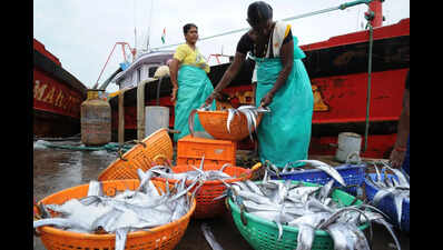 Fish catch sees rise in DK, but fuel price spike adds to fishermen’s woes