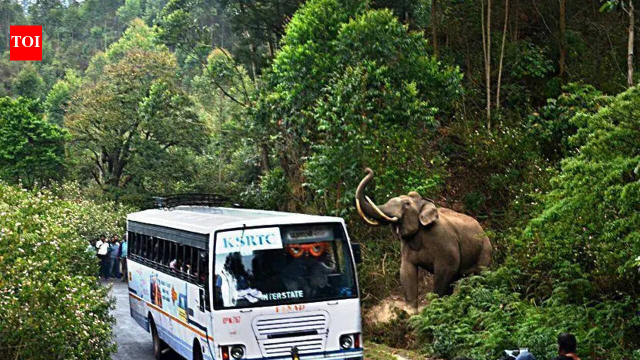 Illegal construction and uncontrolled tourism reasons for growing human-wild elephant conflict in Meppadi