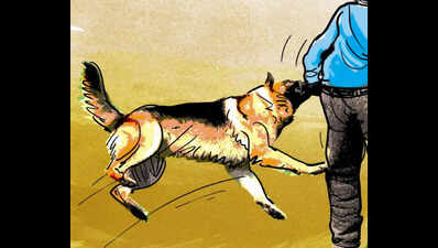 Stray dog injures 20 kids, 5 adults in Bidar
