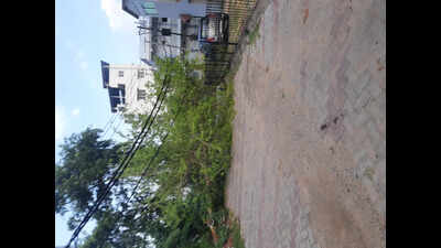 Fallen tree, dug up road cause hardships in Anisabad colony