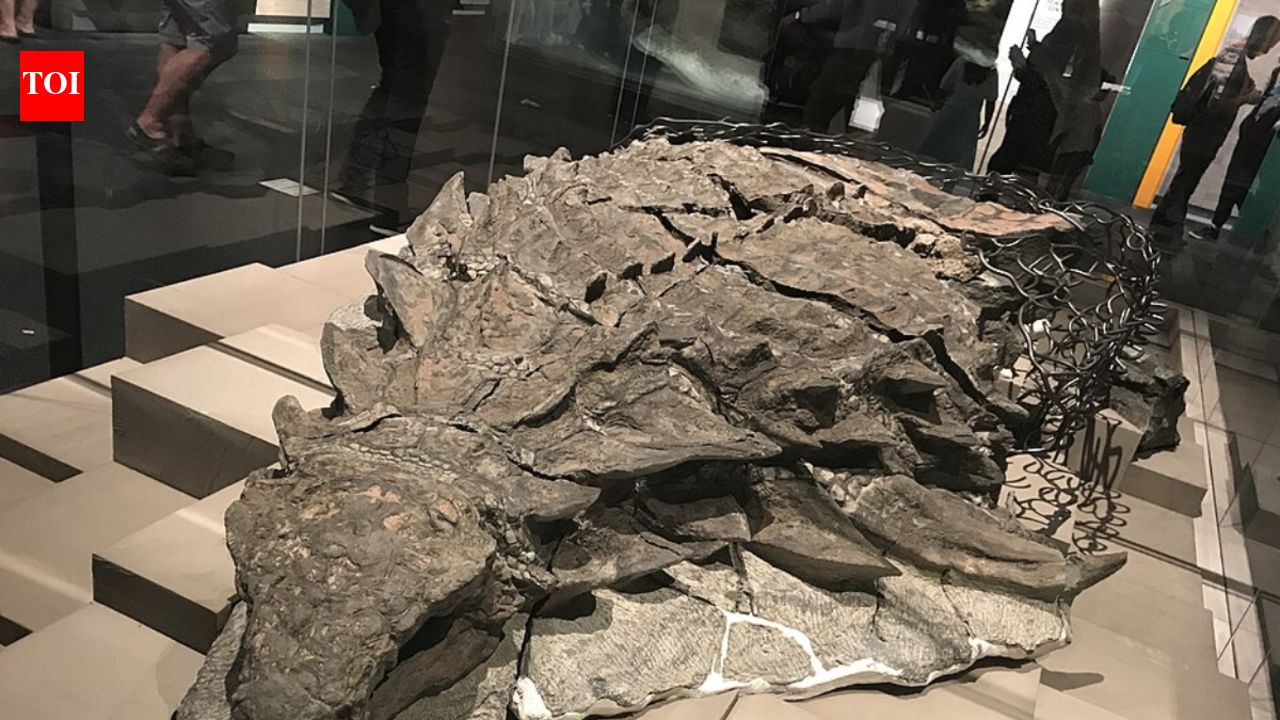 In 2011, an oil sands mine exposed an armoured dinosaur hidden for 110 million years