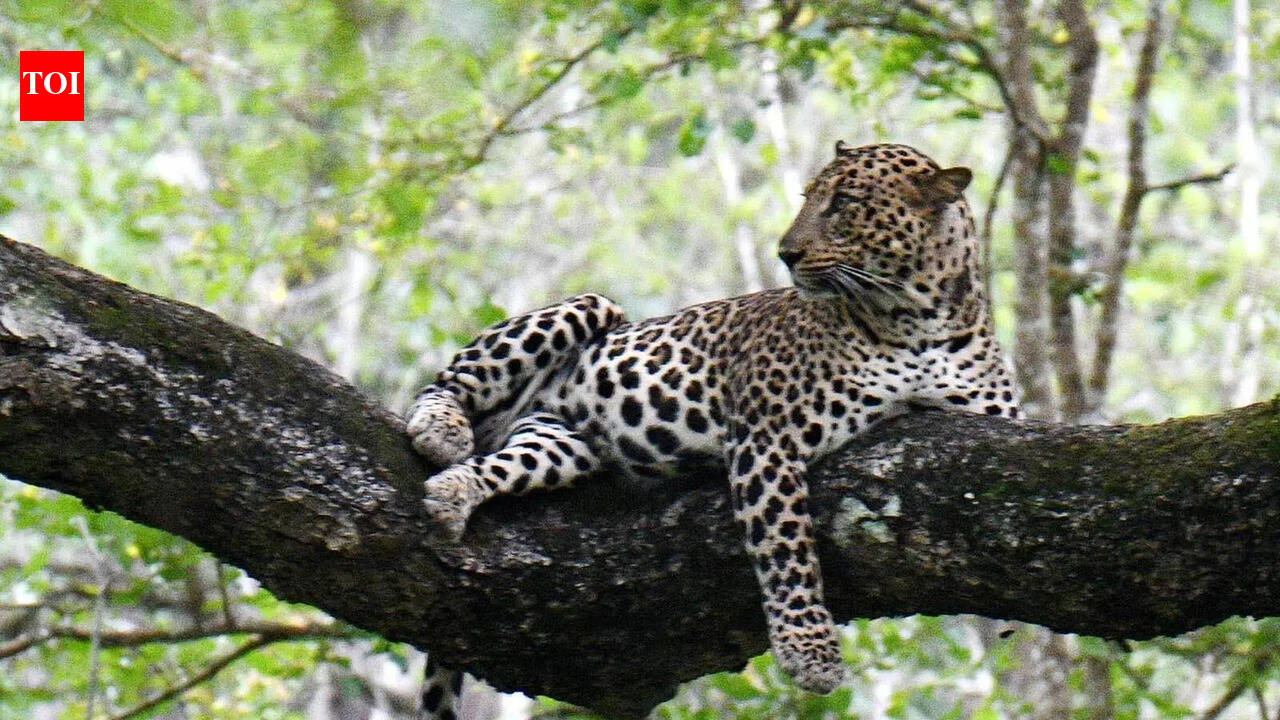 Leopard spotted near Wagle estate area in Mumbai