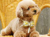 10 best toy and miniature dog breeds that make wonderful family pets