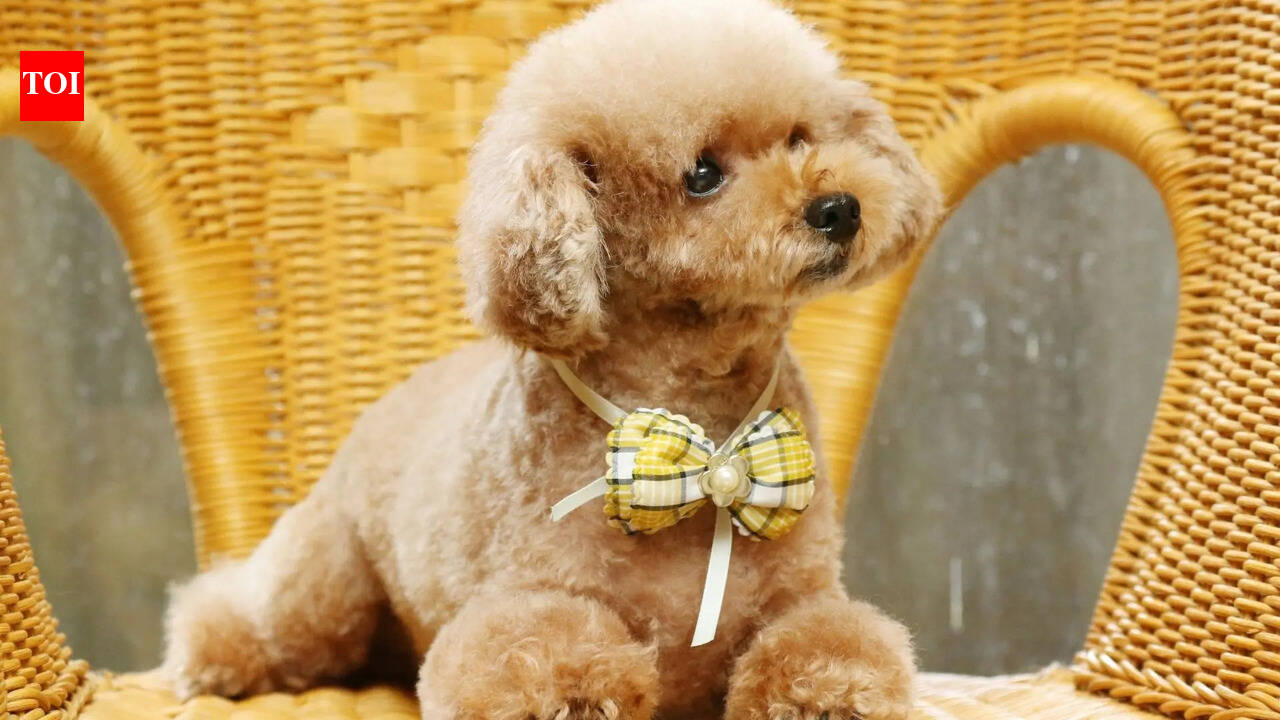10 best toy and miniature dog breeds that make wonderful family pets