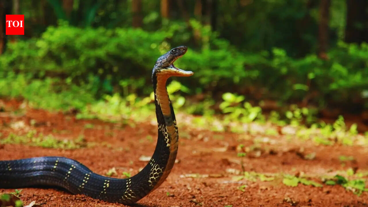 This village in India is known as the Cobra Capital of India - but there's a twist for travellers