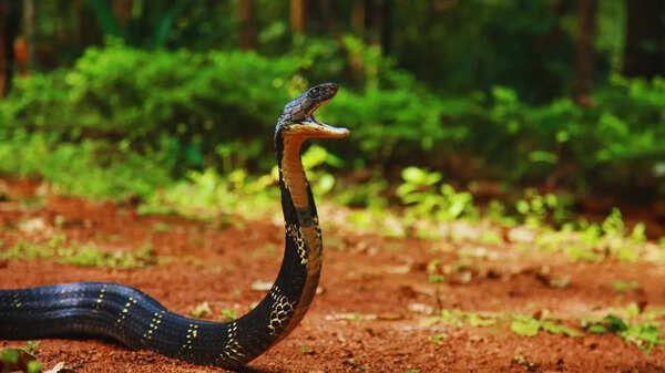 This village in India is known as the Cobra Capital of India - but there's a twist for travellers