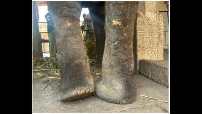 Hampi jumbo Lakshmi diagnosed with severe foot, skin disorders