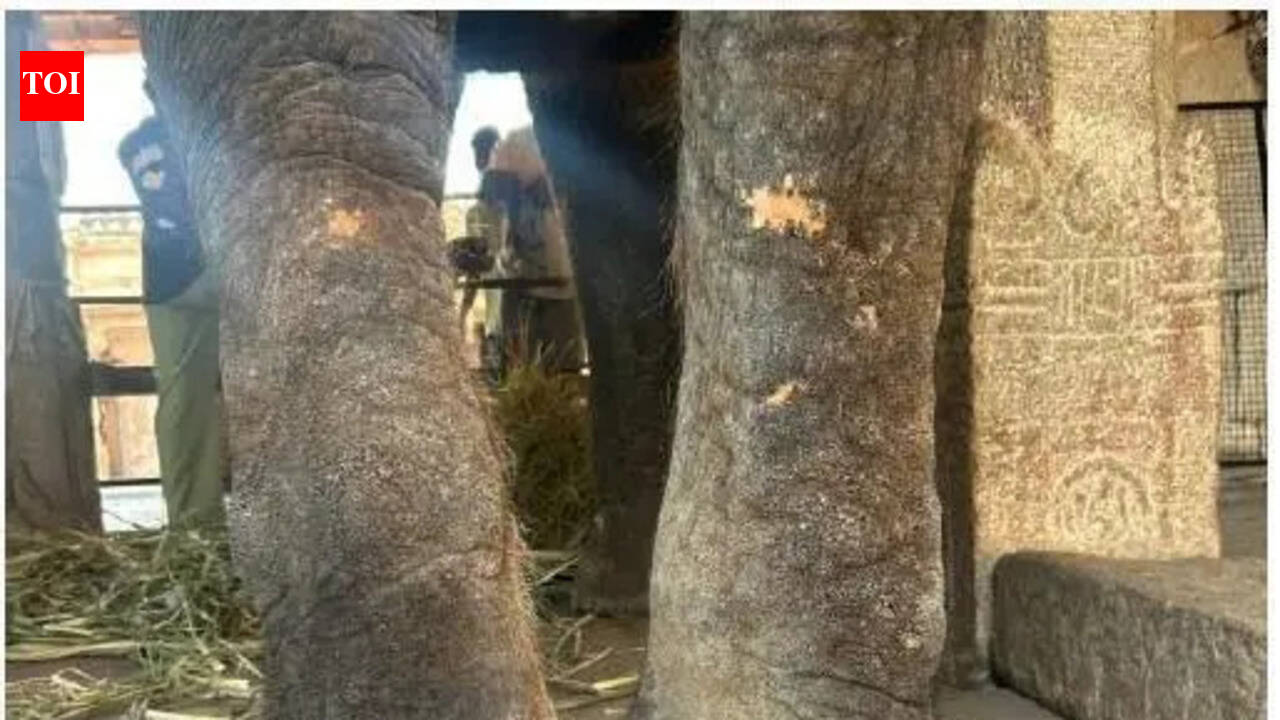 Hampi jumbo Lakshmi diagnosed with severe foot, skin disorders