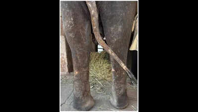Hampi jumbo Lakshmi diagnosed with severe foot, skin disorders