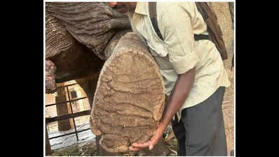 Hampi jumbo Lakshmi diagnosed with severe foot, skin disorders