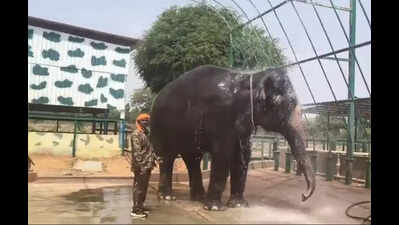 Hampi jumbo Lakshmi diagnosed with severe foot, skin disorders