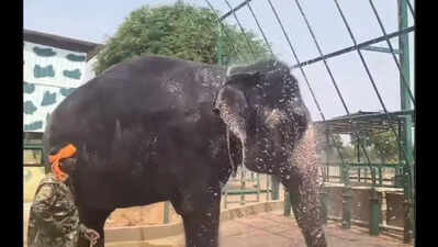 Hampi jumbo Lakshmi diagnosed with severe foot, skin disorders