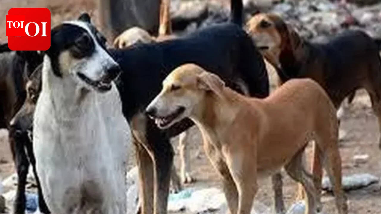 Dog attack leaves 65 injured in Shivpuri, several children among victims