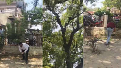 Watch: Monkey snatches Rs 2 lakh cash bag at UP court, throws notes from tree