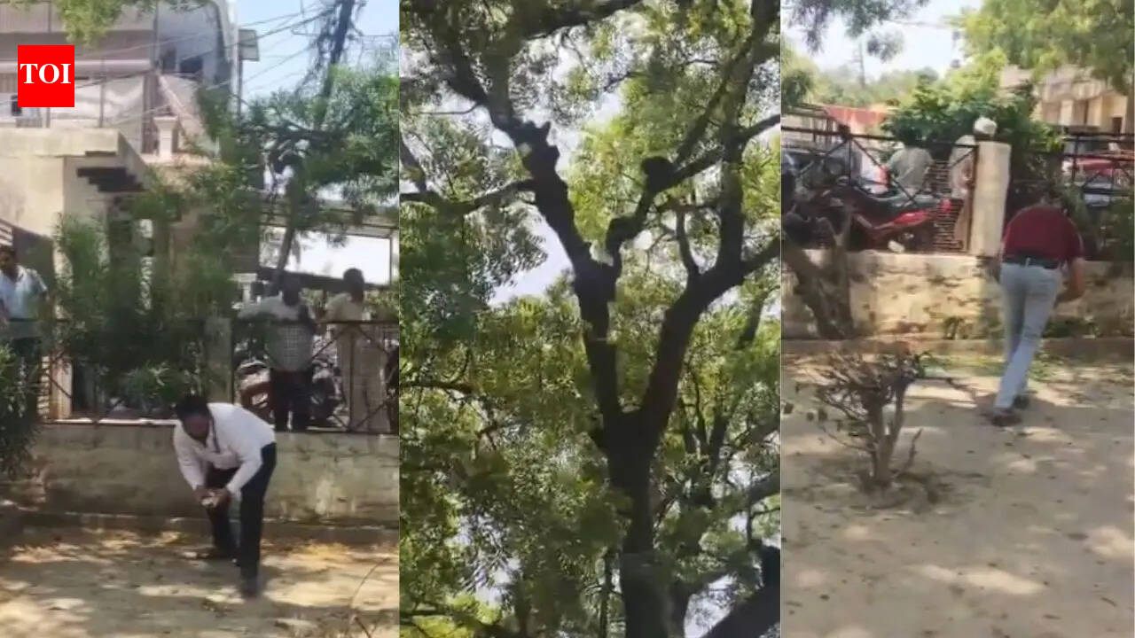 Watch: Monkey snatches Rs 2 lakh cash bag at UP court, throws notes from tree