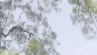 Watch: Monkey snatches Rs 2 lakh cash bag at UP court, throws notes from tree