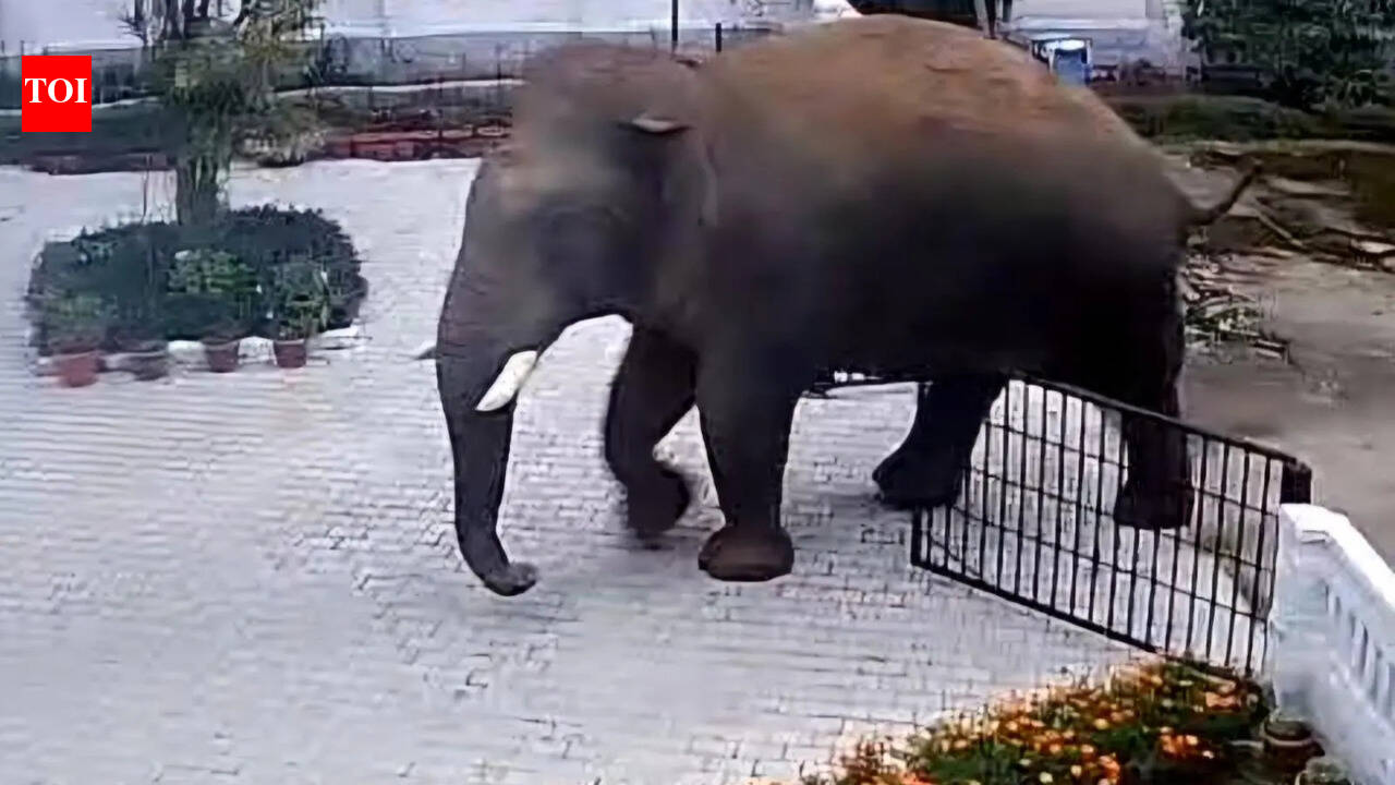 Elephant triggers panic in village