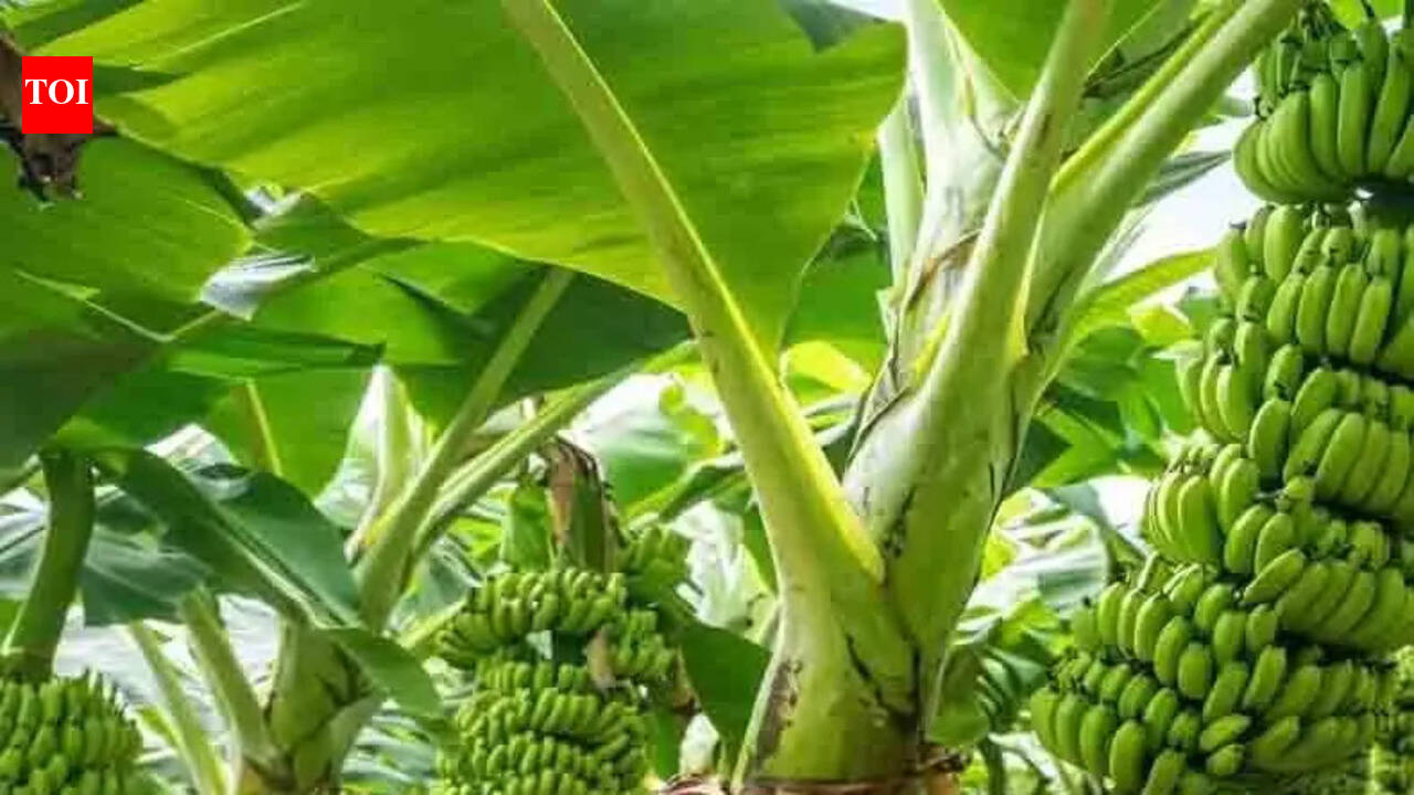 UP’s push for organic bananas takes root in Kaushambi