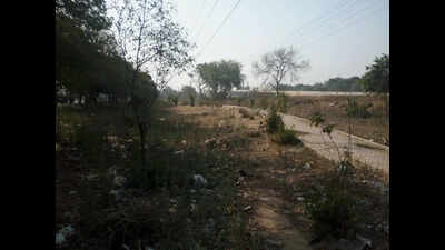 From urban oasis to jungle book: Ludhiana green belt goes wild