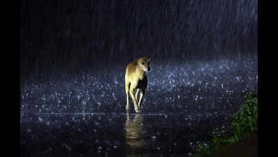 Yellow alert for June 2, 3 as monsoon to hit Kerala