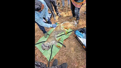 Injured leopard rescued from Wagle Estate in Thane