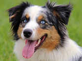 Meet 5 of the world&rsquo;s most colourful dog breeds