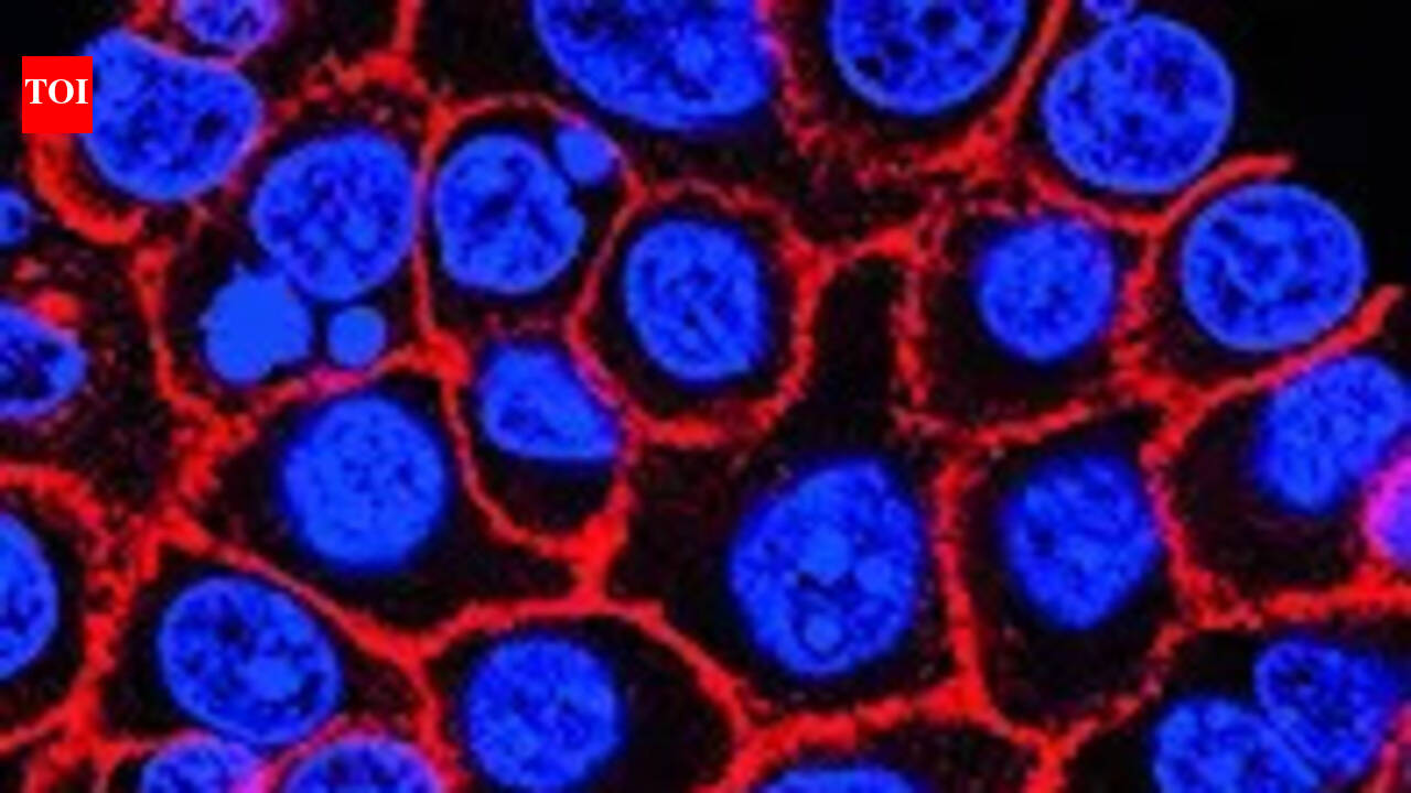 Experimental pill promises new hope for deadly pancreatic cancer